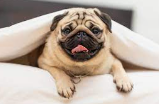 Are Pugs and Frenchies on the Verge of Extinction too?