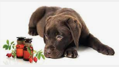 Helpful Homeopathic Remedies for your Dog