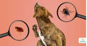 Clinical Illness Associated with a Commercial Flea and Tick Products in Dogs and Cats