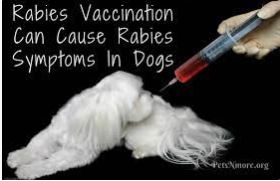 65 Ways the Rabies Vaccine can Harm Your Dog