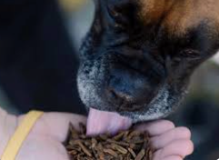 Would you Feed your Dog an "Insect-Based" Diet?
