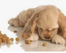 Why Kibble Tastes Delicious