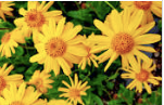 Why You Should Know About Arnica Montana