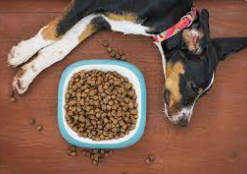 Does Purina Actually Care About Your Dog's Microbiome Health?