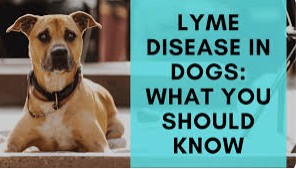 Lyme Disease Protection and Prevention