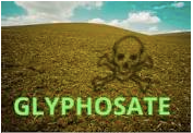 Is Glyphosate in Your Dog's Food?